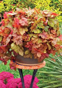 Heucherella 'Redstone Falls'